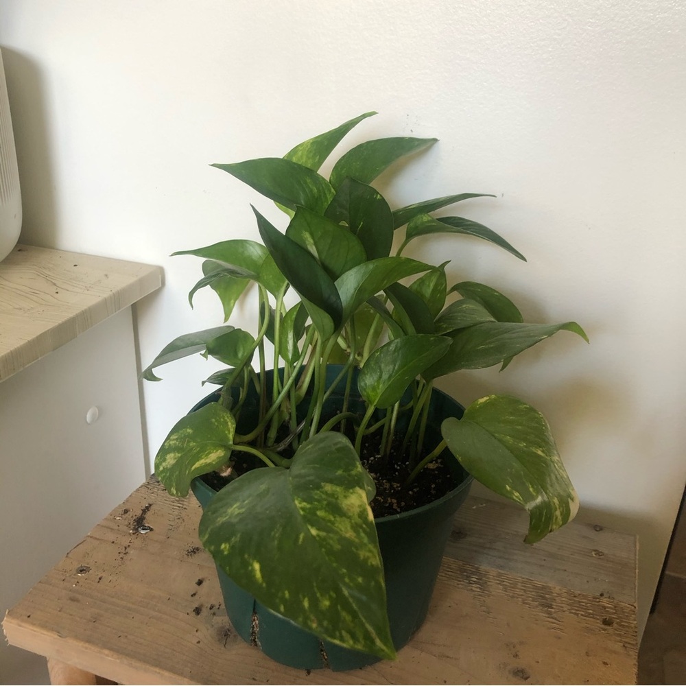 Golden pothos plant 4 inch pot